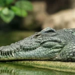 Read more about the article ‘Alligator Alcatraz’: the Temporary Migrant Detention Facility Established in Florida Everglades