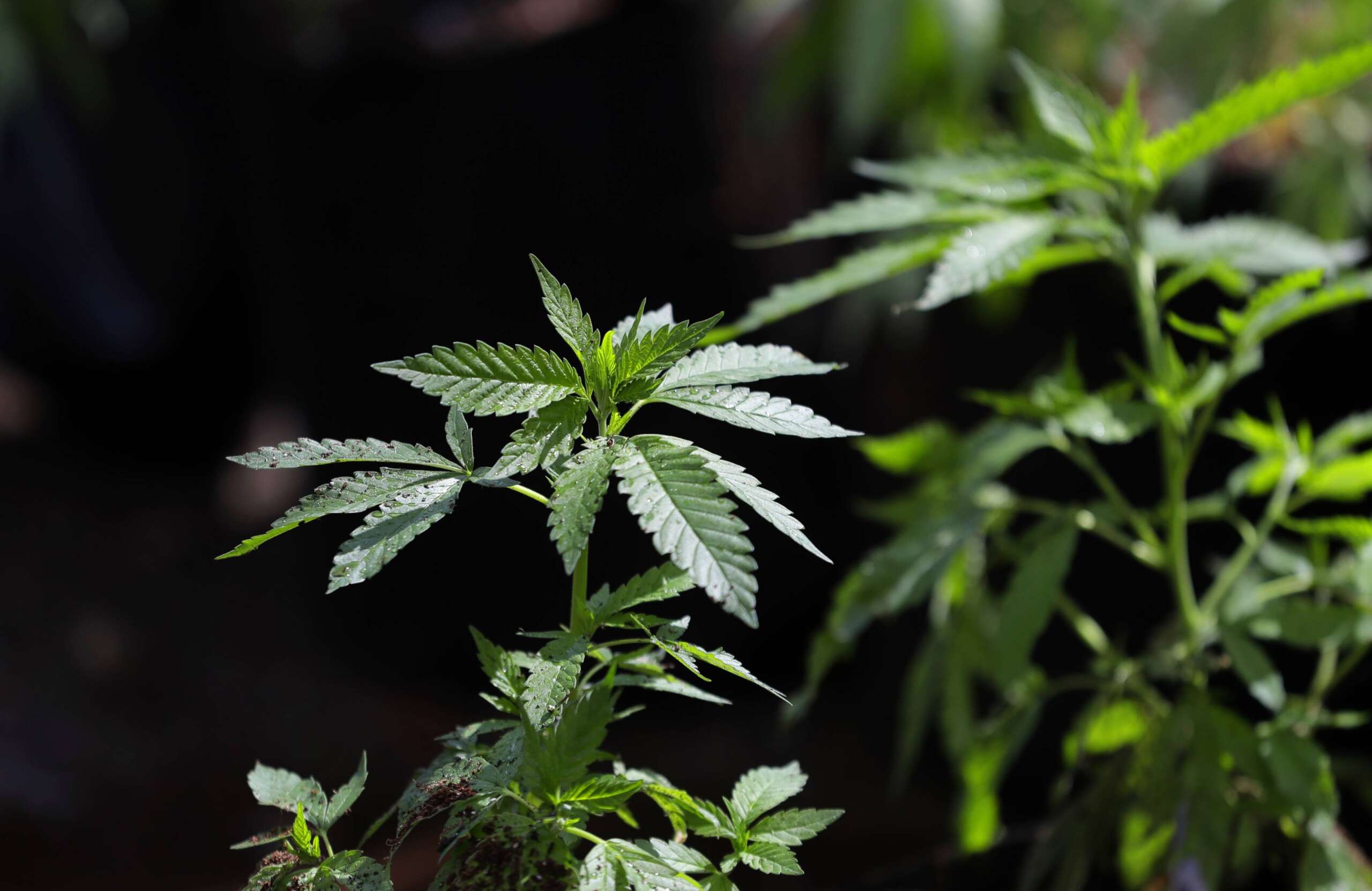 Read more about the article What to know about Trump’s potential change in federal marijuana policy